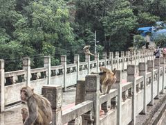 -黔灵山公园