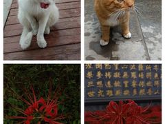 -西安大兴善寺