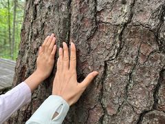 -五营红松林海景区