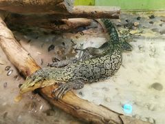 -上海大自然野生昆虫馆(东方明珠·爬宠昆虫探索中心)
