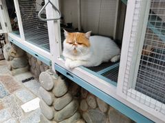 -喵屿·大理花园猫咖
