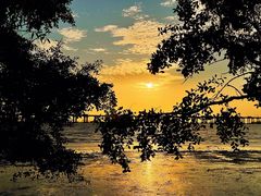 -宝安西湾红树林湿地公园