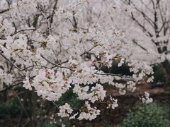 -光福景区