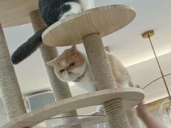 -喵园·猫主题咖啡厅·撸猫·猫咖(国贸店)