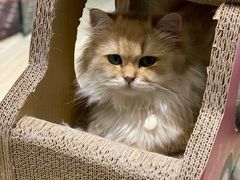 -momokira米努特·德文卷毛猫·棉花面纱犬