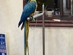 -观桥阁(锦溪店)