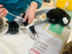 -玖佳宠物医院·泌尿·骨科·中老年病