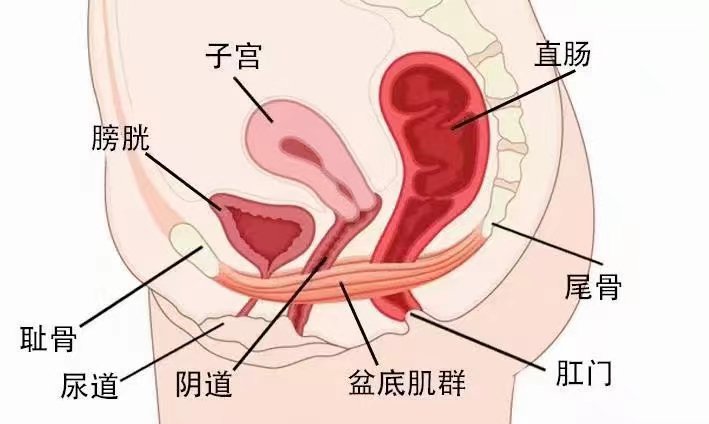 旁边器官图片