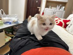 -欣宠猫屋·矮脚拿破仑·蓝金金渐层