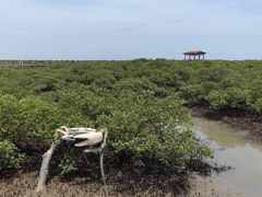 -北海金海湾红树林生态旅游区