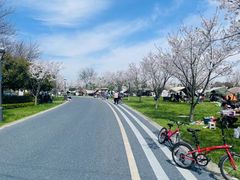 -贡湖湾湿地公园