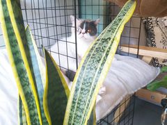 -平行世界·猫咖(首经贸店)