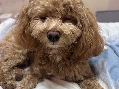 -趣玩宠物乐园寄养训犬训狗游泳池