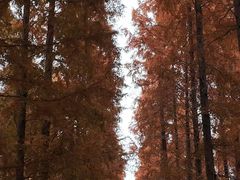 -黄海国家森林公园