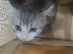 -瑞鹏宠物医院·超声·骨科·奇麟分院(蜀都万达店)