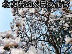 -北京市劳动人民文化宫(太庙)