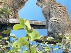 -青藏高原野生动物园