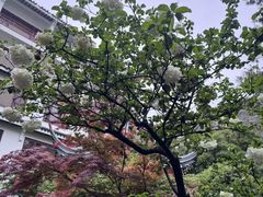 -苏州吴宫泛太平洋酒店