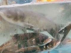 -魏铭鱼头捞饭(晋阳路店)