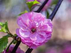 -桃花堤公园