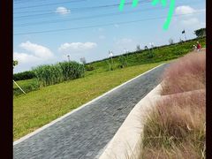-王借岗森林公园