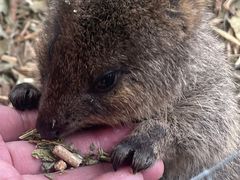 -费瑟代尔野生动物园