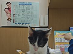 -瑞派康怡24h宠物医院·犬猫医疗中心·微创绝育(瑞景分院)