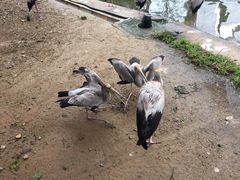 -吉隆坡雀鸟公园