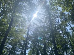 -鲁山国家森林公园