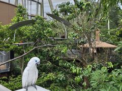 -新加坡飞禽公园