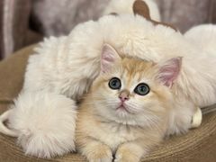-御宝贝·A梦猫科宠物医院(国际猫友好医院)