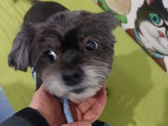 -瑞鹏宠物医院·爱宠堂·骨外专科(西荷分院)