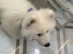 -星多哈·狗咖·拼豆·咖啡
