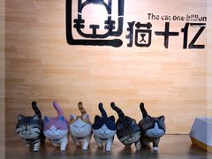 -猫十亿·布偶金渐层·曼基康矮脚猫舍(青年路店)