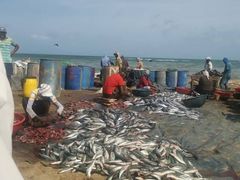 -尼甘布海鲜市场