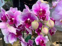 -凯德广场(西城店)