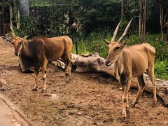 -清迈夜间动物园