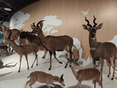 -陕西自然博物馆