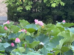 -成都南湖公园