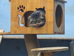 -青藏高原野生动物园
