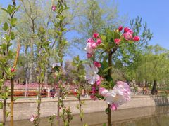 -海棠花溪(元大都城垣遗址公园)