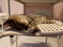 -我爱猫咪·猫咖·狗咖·安哥拉兔·羊驼咖(小寨华旗店)