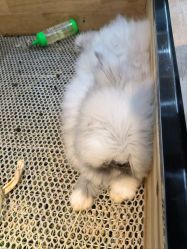 -神奇动物撸宠馆·羊驼·小浣熊·异宠(豫园店)