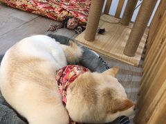 -柴迷FANS CLUB·柴犬狗咖·猫咖