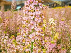 -中国天府农业博览园