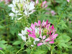 -广州市白云山风景名胜区