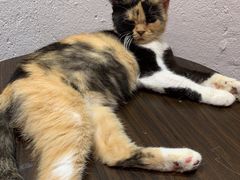 -猫色咖啡·猫咖