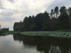 -微山湖红荷湿地景区