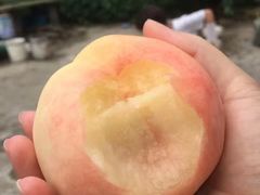 -南汇新场正宗水蜜桃采摘