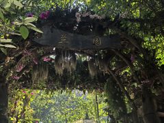 -西双版纳原始森林公园